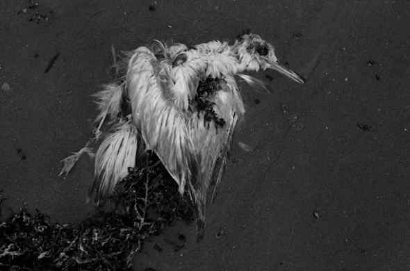 墨西哥湾漏油的影响 鹈鹕燕鸥死亡数千(图)