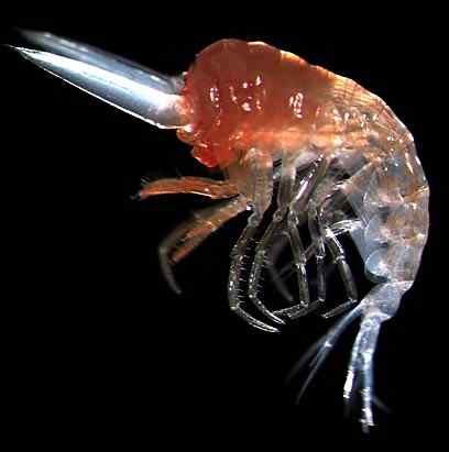 人类第一次完成海洋物种普查：23万种海洋生物