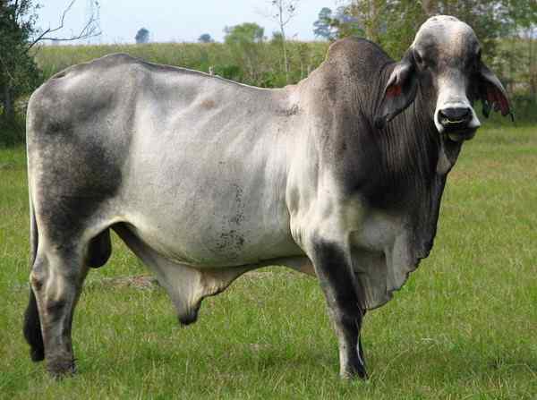 瘤牛Zebu ——欧洲印度神话中牛