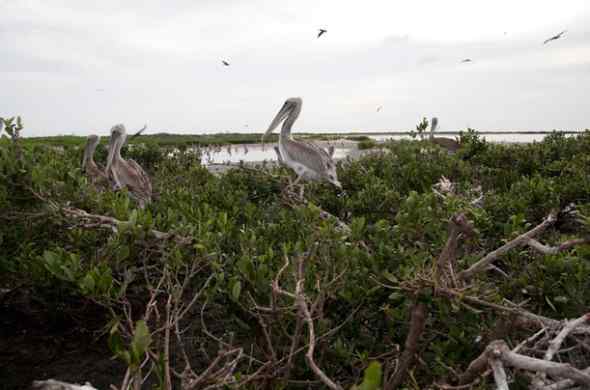墨西哥湾漏油的影响 鹈鹕燕鸥死亡数千(图)