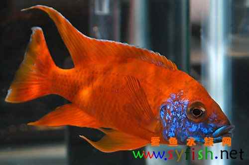 热带鱼火鸟