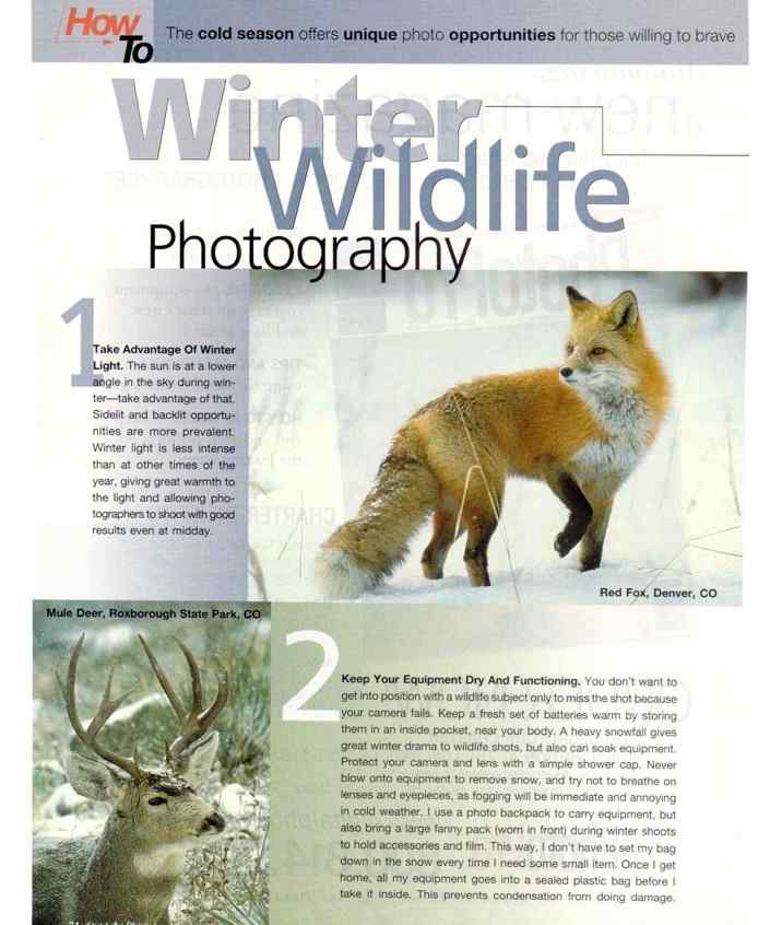 冬天的野生动物 Winter Wildlife