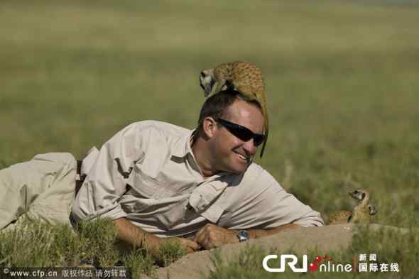 大胆狐獴(猫鼬)！竟敢骑到人头上