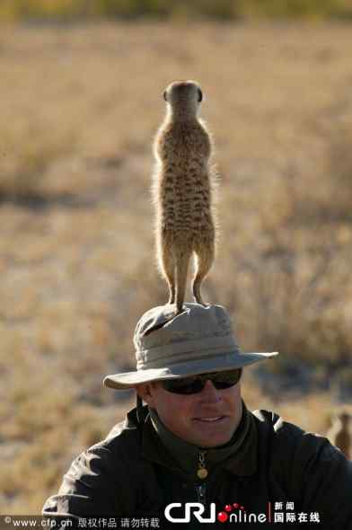 大胆狐獴(猫鼬)！竟敢骑到人头上
