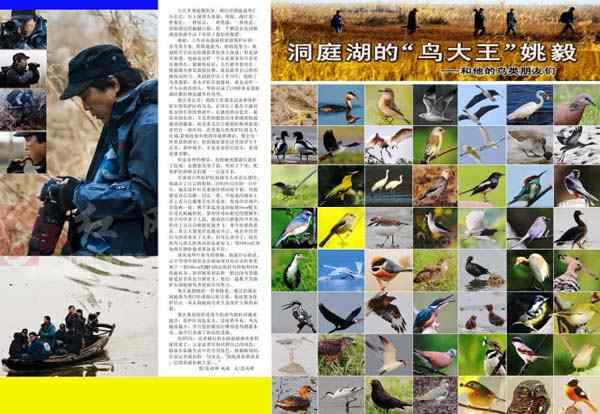 八百里洞庭鸟大王