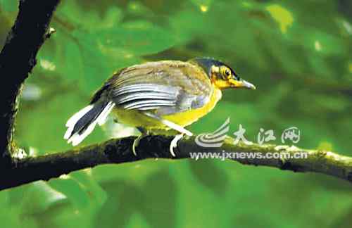 黄喉噪鹛为什么难以人丁兴旺?