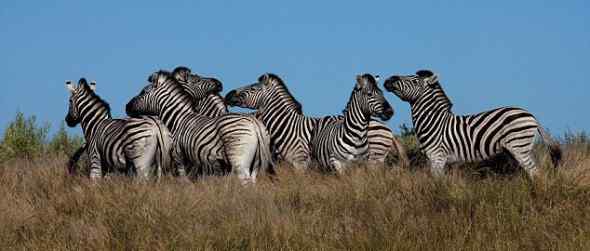 非洲特有的动物——非洲斑马