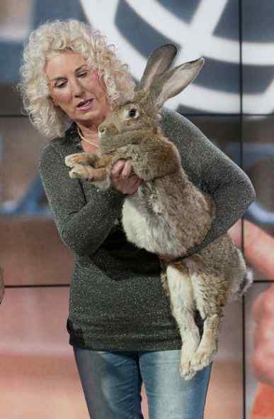 世界上最长的野兔