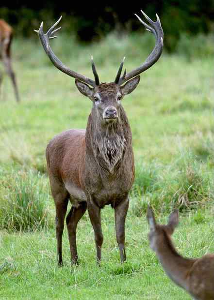 世界上最大的动物：英国最大野生牡鹿