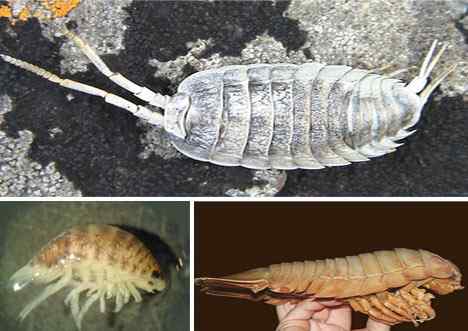 最大的牺牲：海虱妈妈