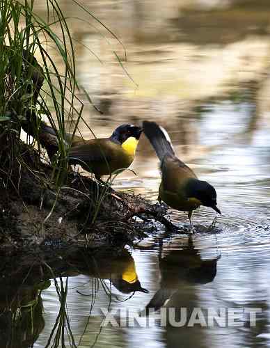 江西婺源用心保护黄喉噪鹛 获环保一等奖