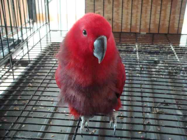 鹦鹉奶粉及配方的简单介绍