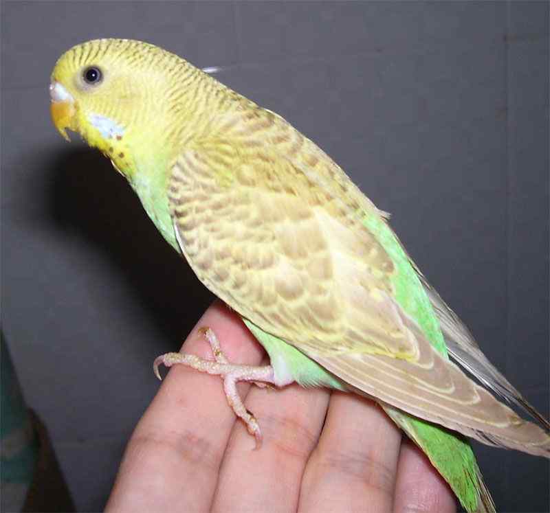 养虎皮鹦鹉之粮食--鸡蛋米的制作方法