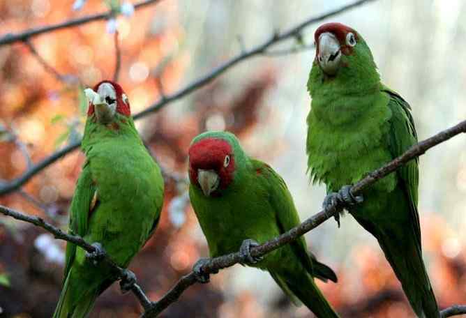 鹦鹉大全——米特雷锥尾鹦鹉