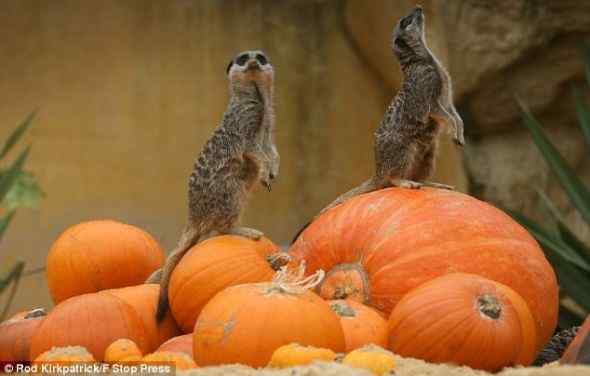 直立的海岛猫鼬(组图)