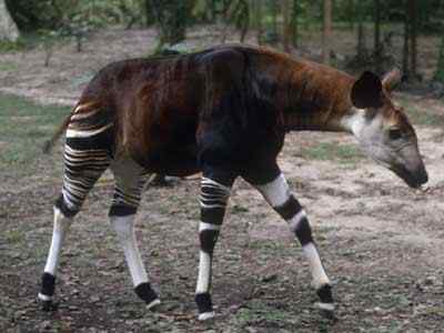 这些动物的生命力比人类想象的要顽强,仍未灭绝