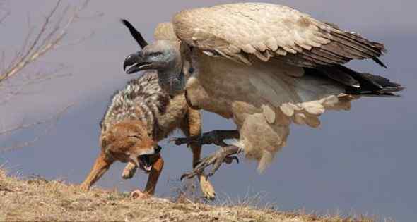 秃鹫打不过豺