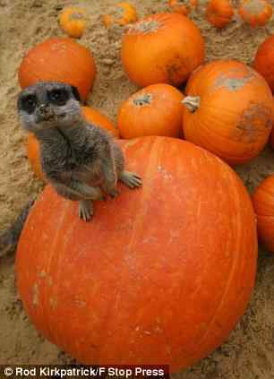 直立的海岛猫鼬(组图)