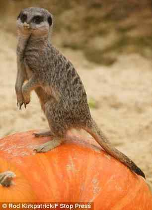 直立的海岛猫鼬(组图)