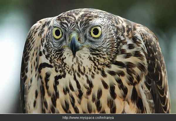 朝鲜的国鸟——苍鹰