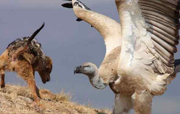 秃鹫打不过豺