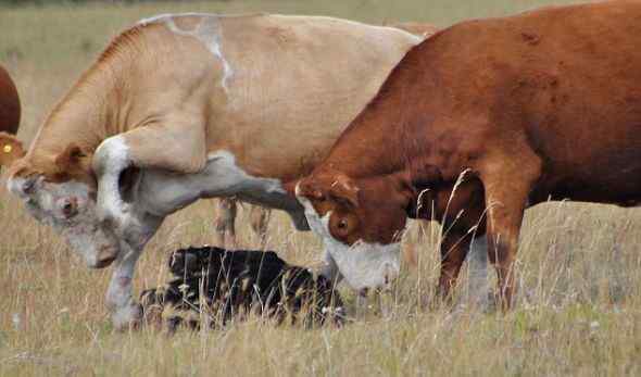 牧场母牛护子,团结一心击退小黑熊(组图)