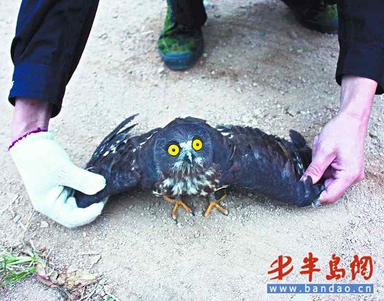 捕鸟者残忍扭断猫头鹰的脖子