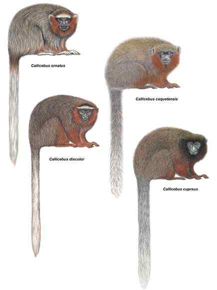 亚马逊雨林长着红色胡须的猴子：红须伶猴