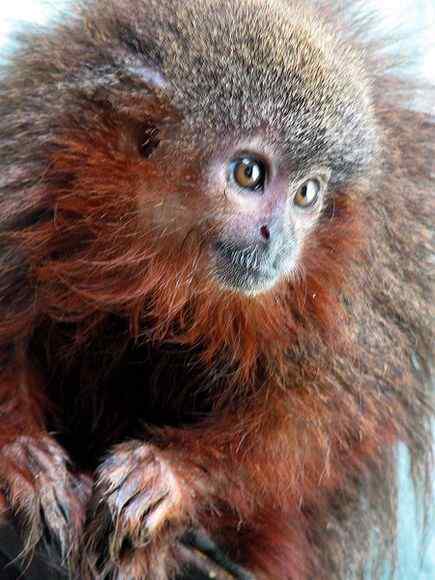 亚马逊雨林长着红色胡须的猴子:红须伶猴