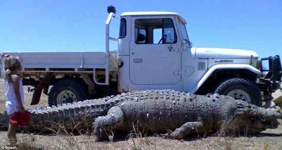 世界上最大的鳄鱼：6.7米长