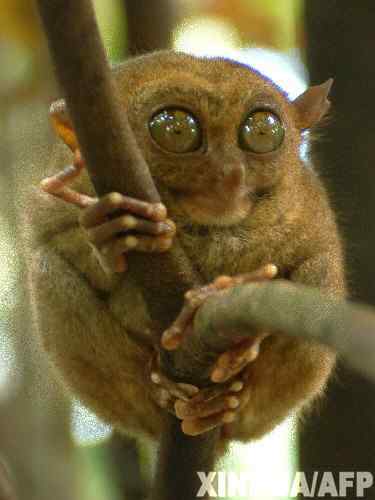 【连载】计算机出版社OReilly《UNIX技术手册》封面上的动物——眼镜猴 【连载】计算机出版社OReilly《UNIX技术手册》封面上的动物——眼镜猴