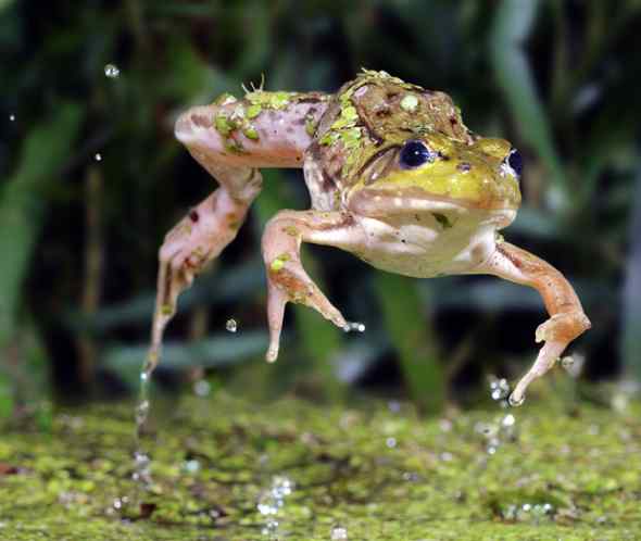 摄影陷阱冻结动物猎食的精彩瞬间