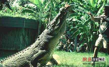 世界上最大的鳄鱼：6.7米长
