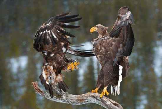 猛禽大战——金雕和白尾海雕的战争