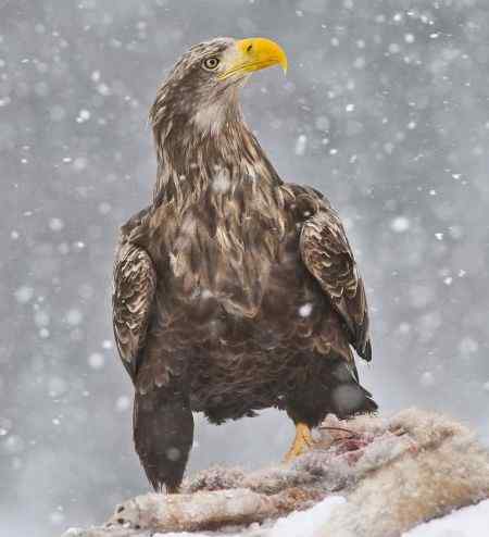 猛禽大战——金雕和白尾海雕的战争