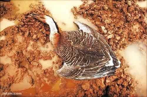 鄱阳湖候鸟的命运之痛