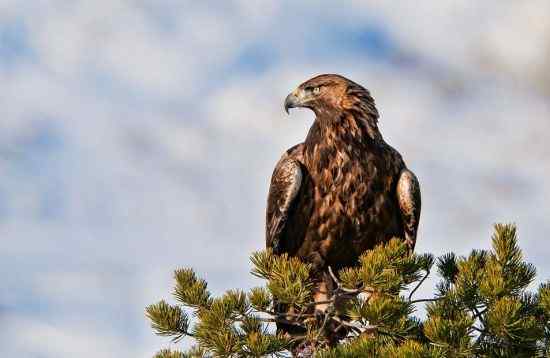 猛禽大战——金雕和白尾海雕的战争