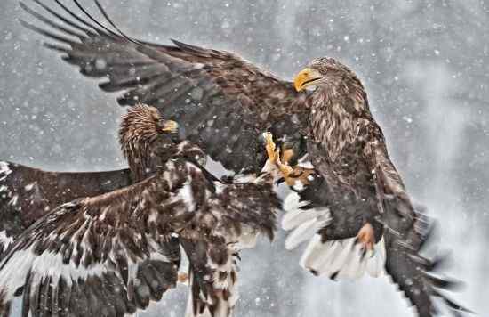 猛禽大战——金雕和白尾海雕的战争