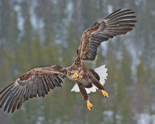 猛禽大战——金雕和白尾海雕的战争