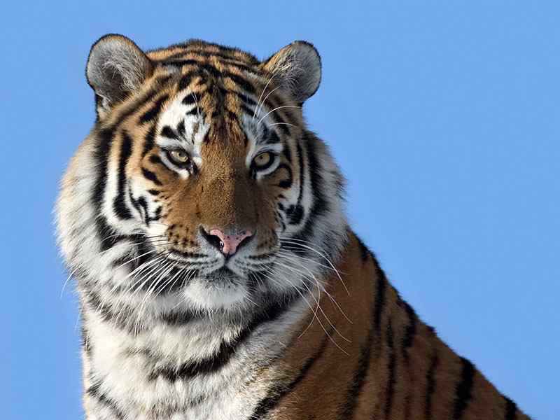 中国11种比大熊猫还濒危、急需拯救保护的野生动物