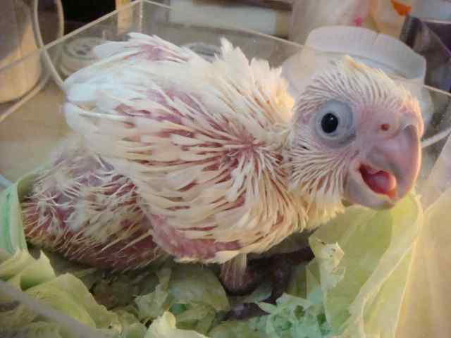 鹦鹉饲养——鼻孔阻塞