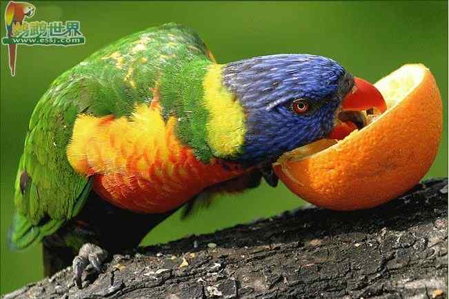 鹦鹉保育——氨基酸