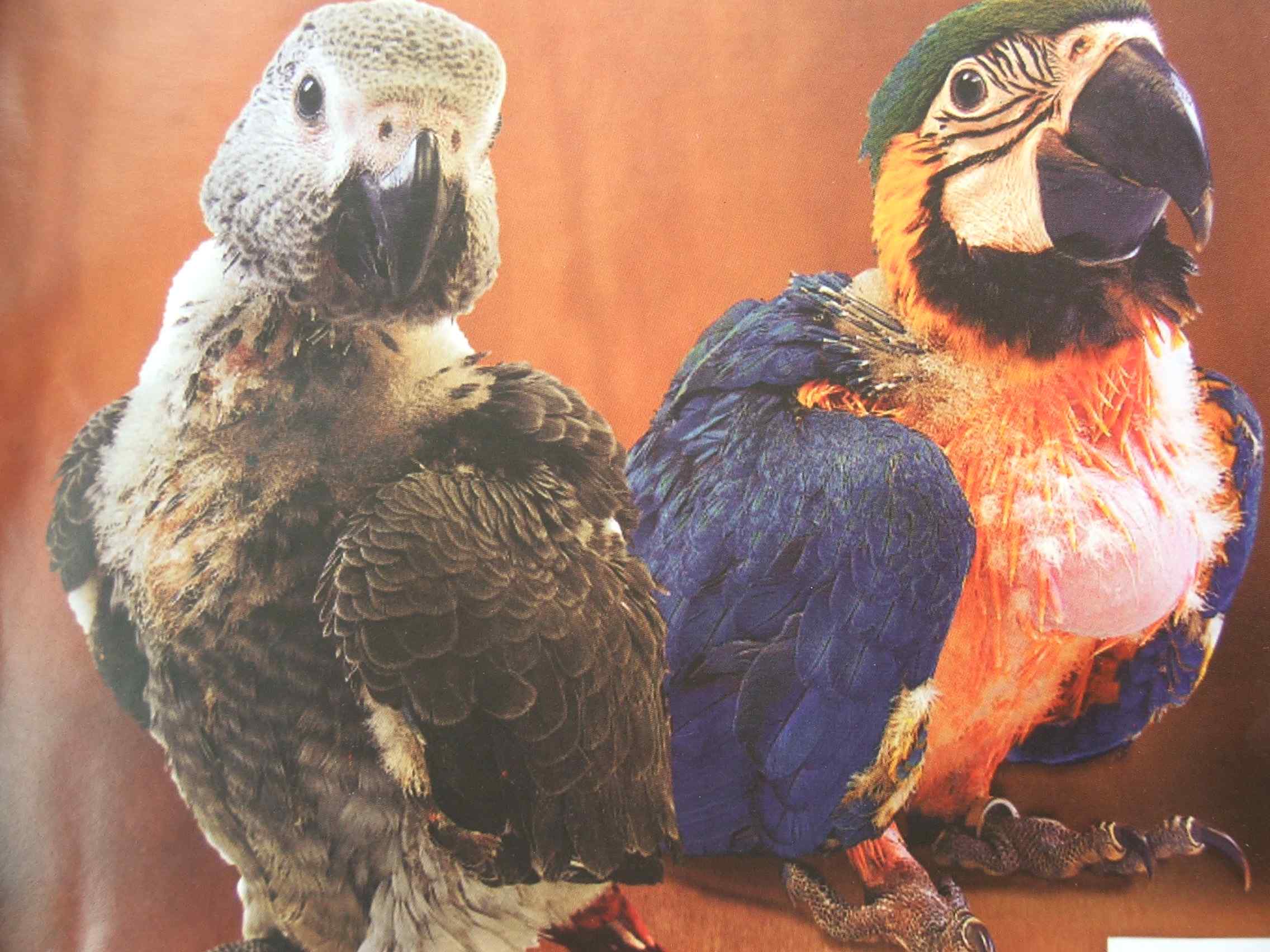 鹦鹉保育——鸟儿们也可以偶尔吃肉类食品