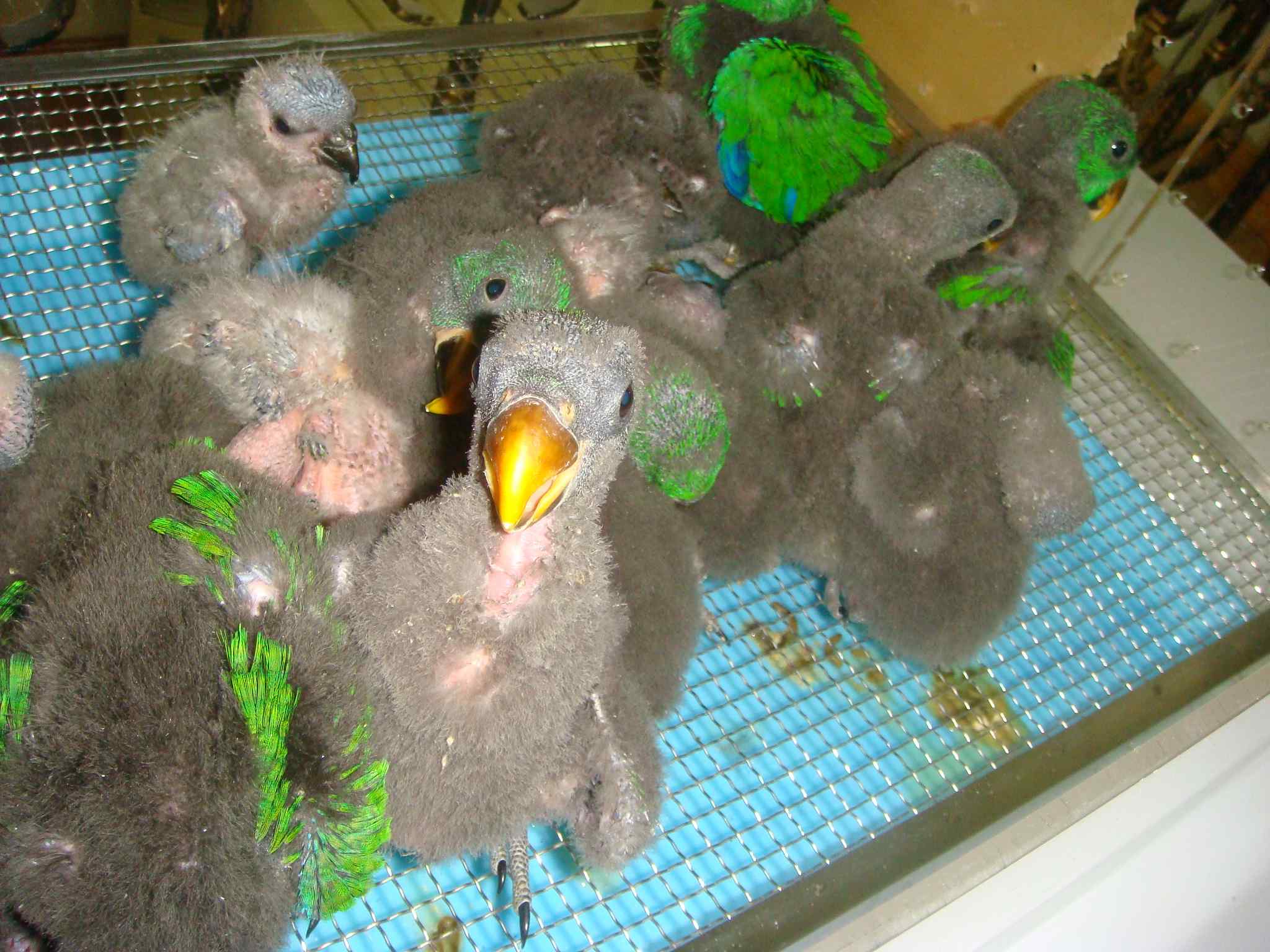 给自己买一个灰鹦鹉宝宝