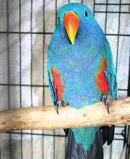 鹦鹉大全——所罗门岛折衷鹦鹉