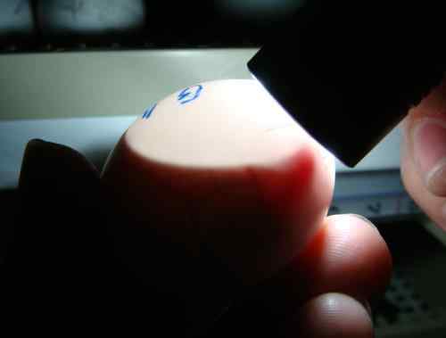 鹦鹉繁殖——鸟儿在蛋壳内的世界