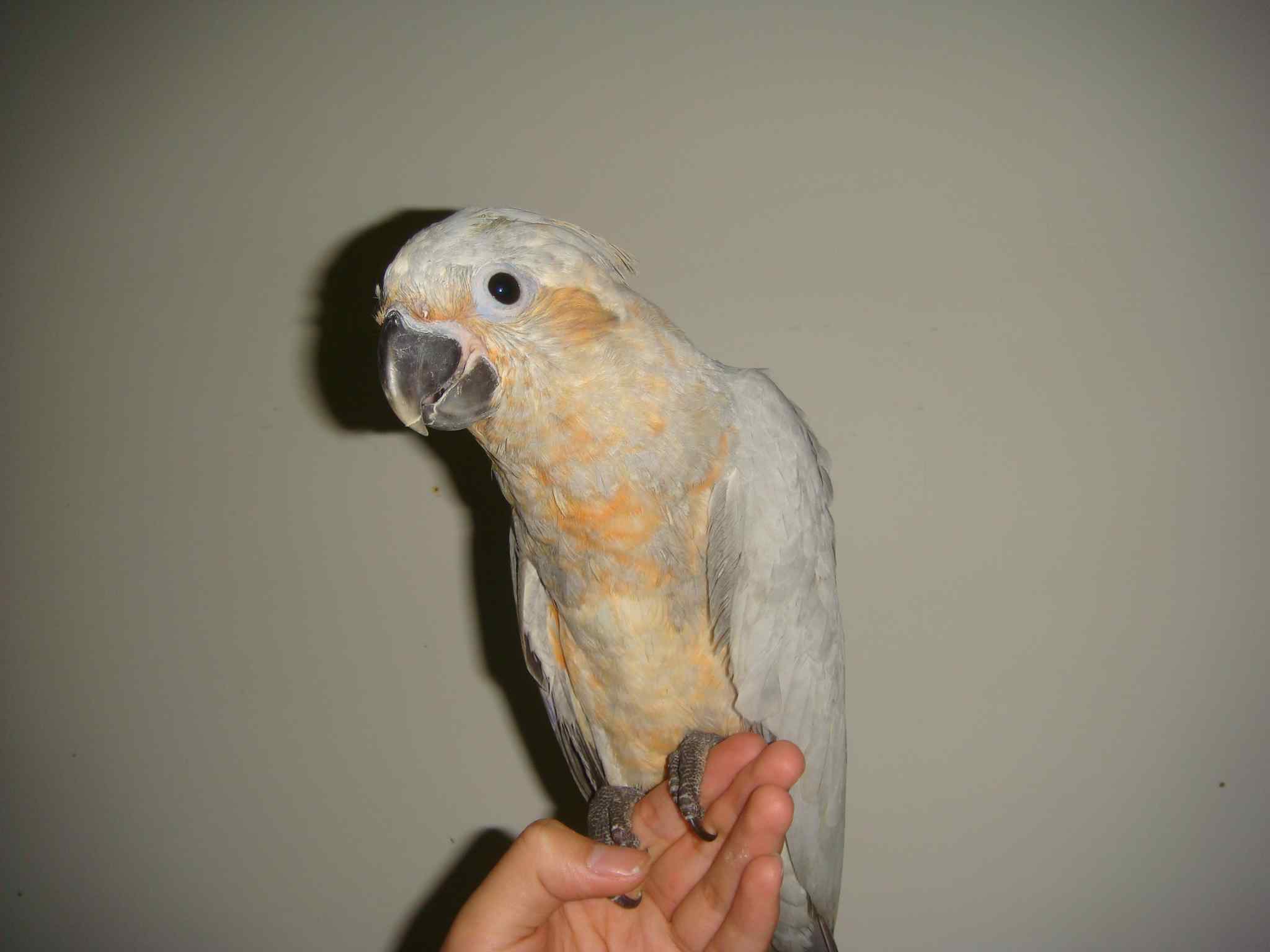 鹦鹉便秘怎么办?