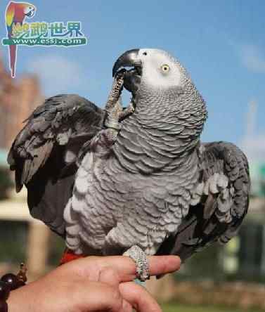 鹦鹉繁殖——暖箱的类型和使用