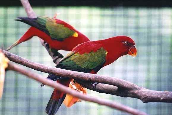 鹦鹉大全——喋喋吸蜜鹦鹉