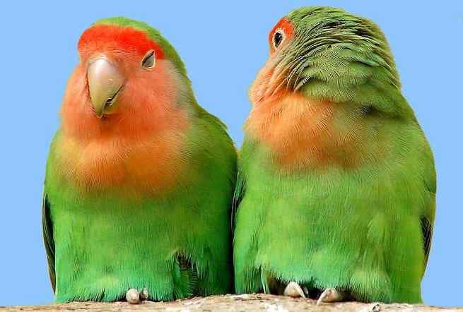 鹦鹉大全——桃面爱情鸟